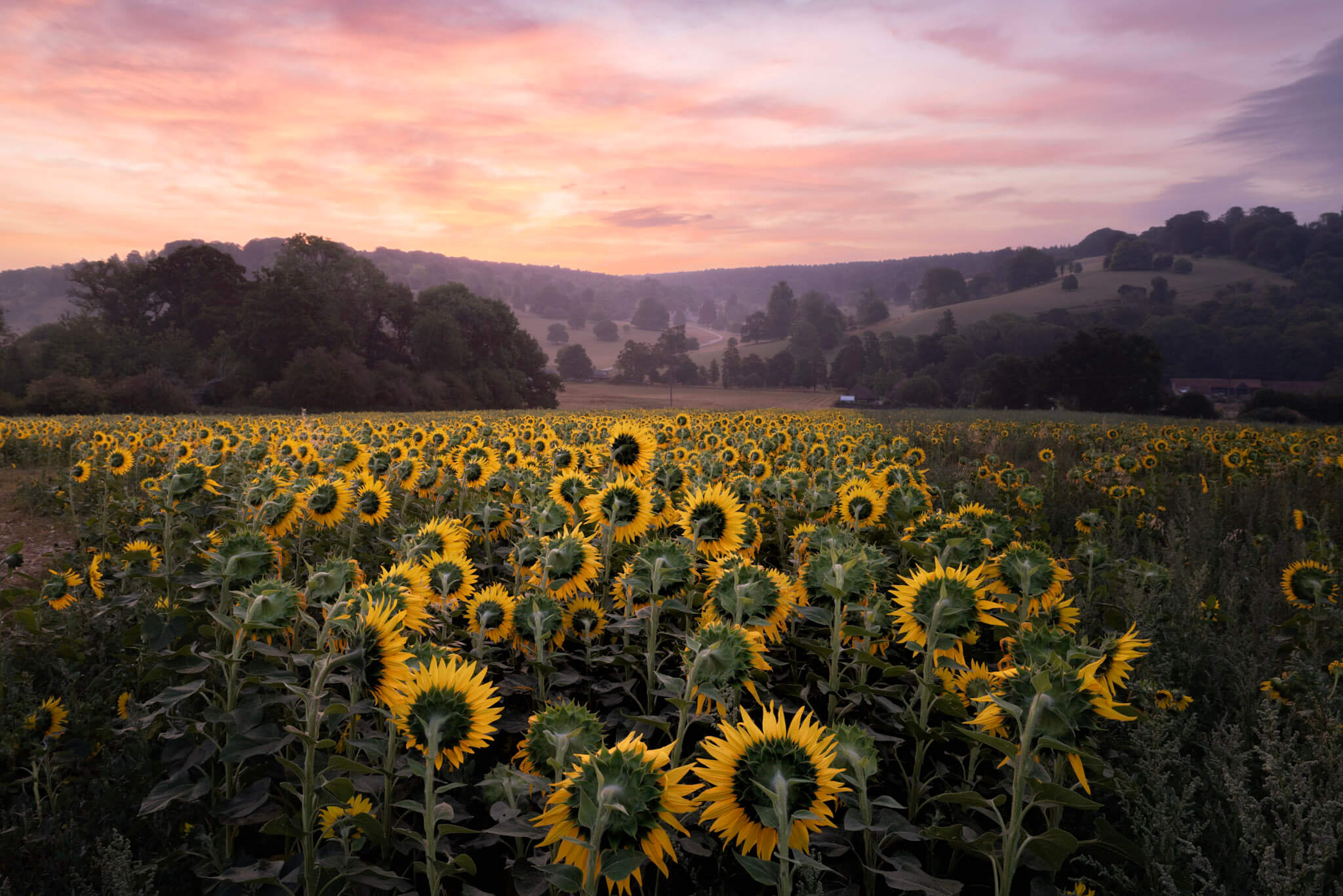 Sunflowers in a field under a pink sky by Robin Dodd