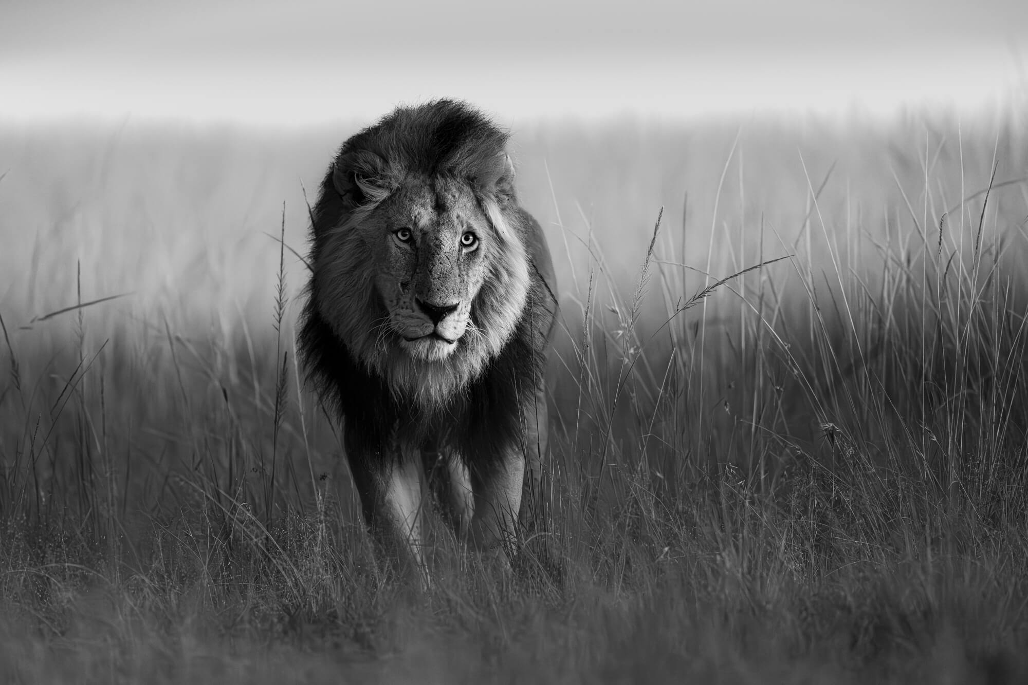A young male lion among the grassy plains of the African savannah
