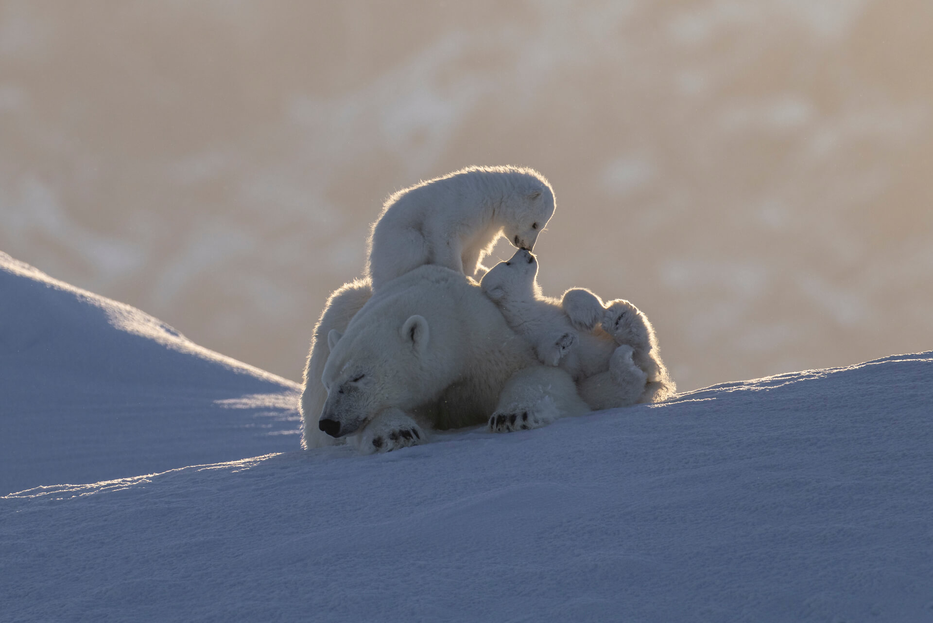 Age of Innocence polar bear family captured in the Arctic by Jules Oldroyd