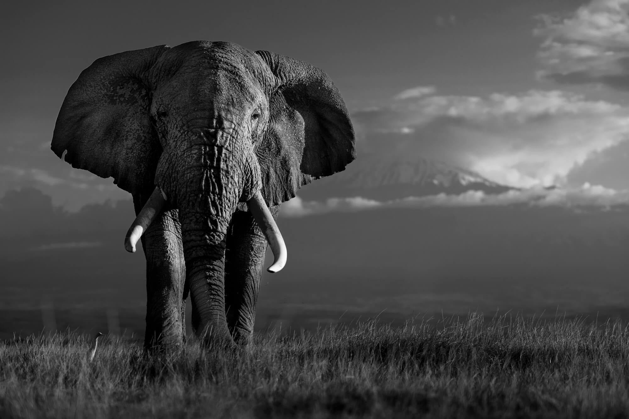 Amboseli elephant on a grassy African plain