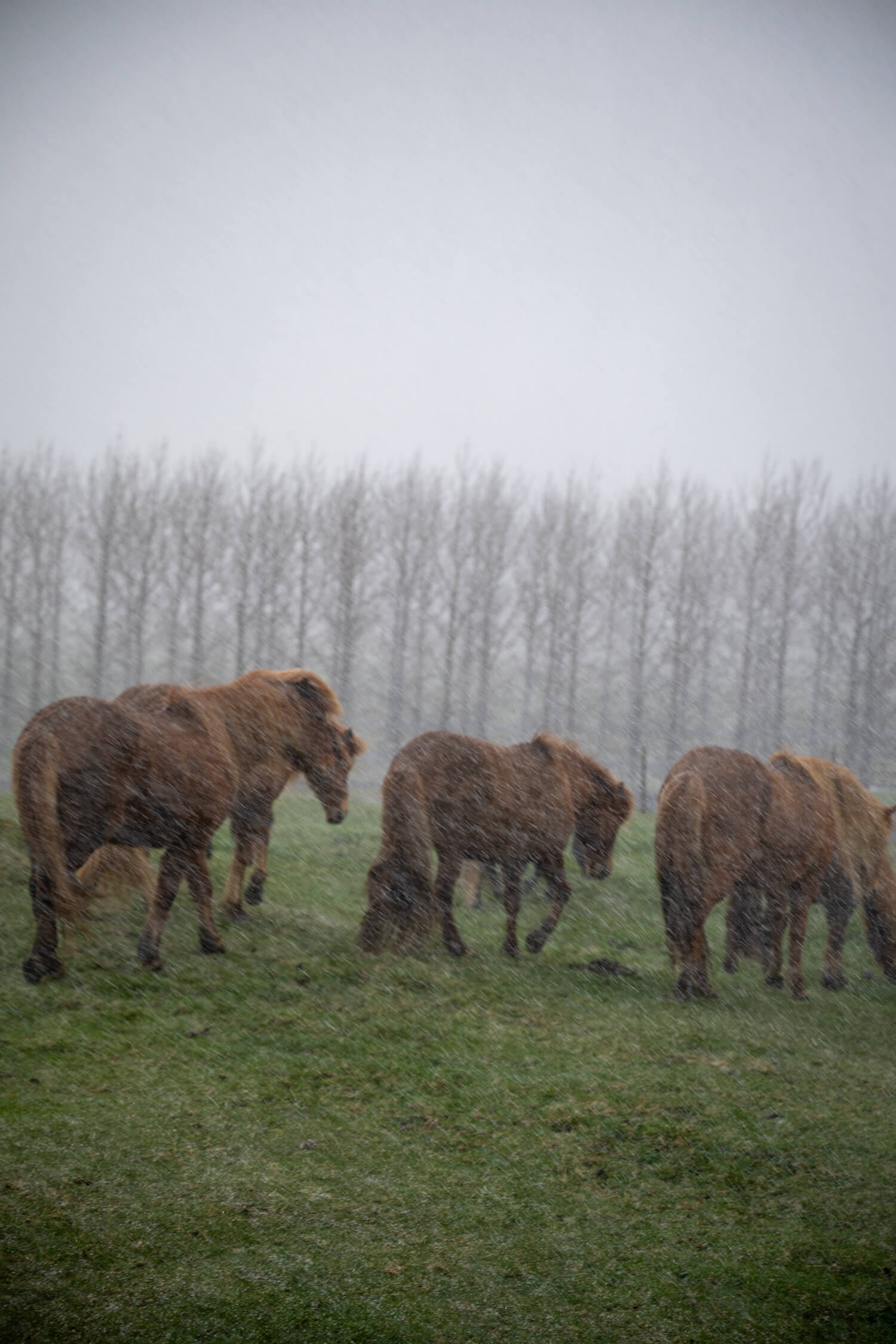 A group of horses walk in the heavy rain