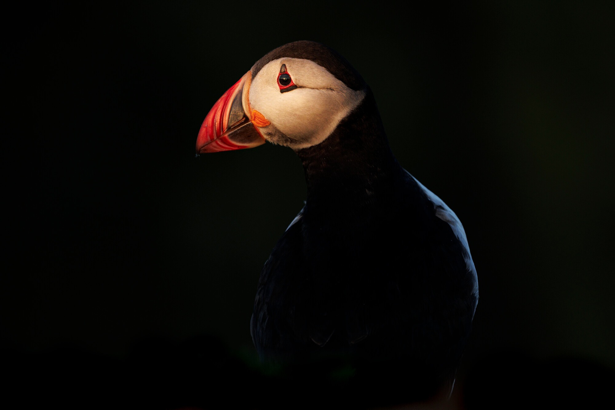 Puffin photography by Jules Oldroyd