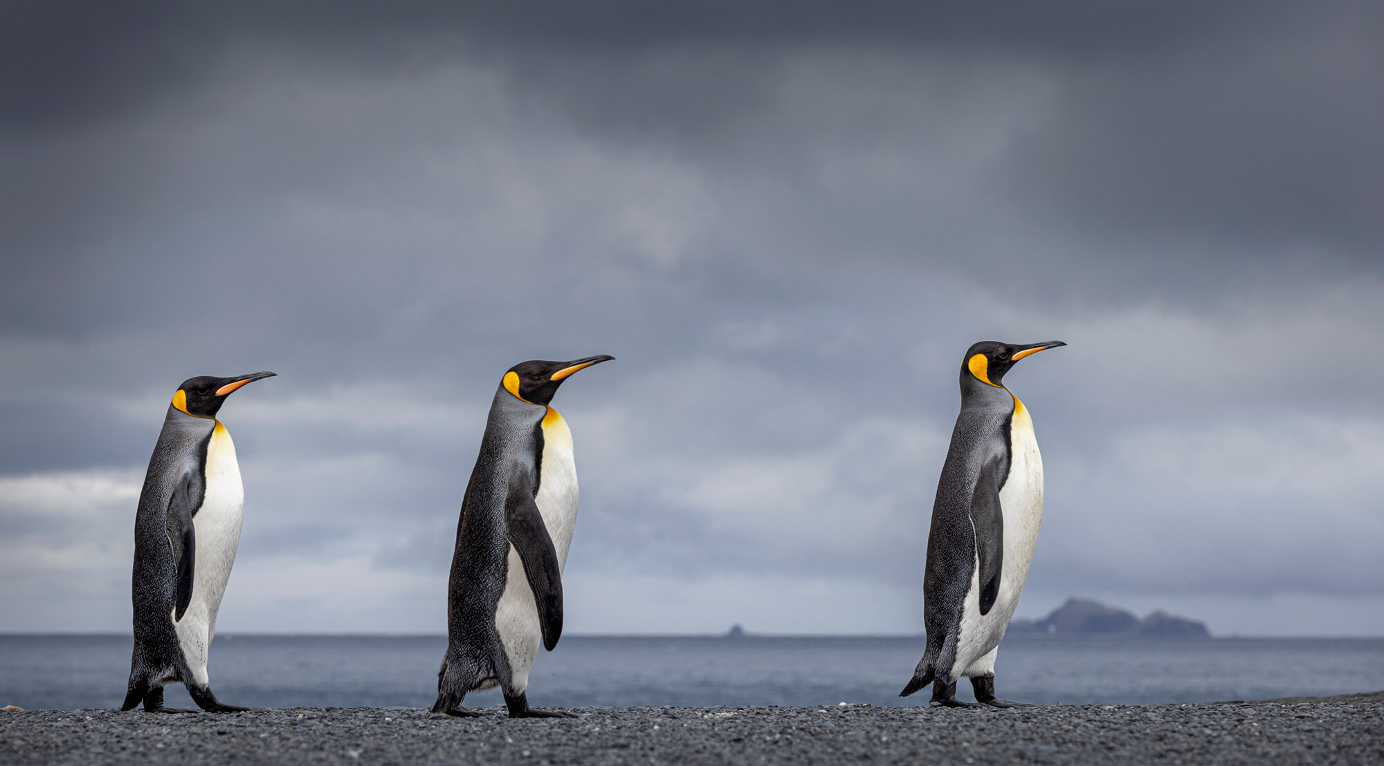 Three marching penguins in the Arctic