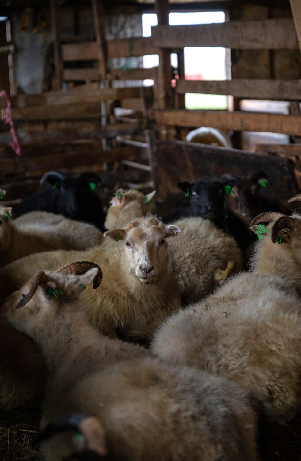 A collection of sheep in a barn