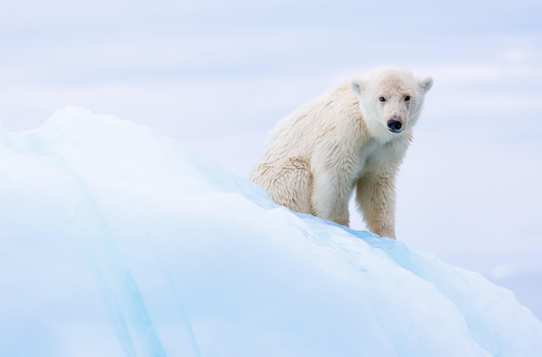 Polar bear in the snow, captured by Photographer Jeroen Van Nieuwenhove